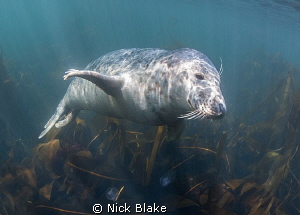 Grey Seal, Farne Islands. by Nick Blake 